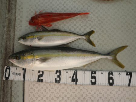 オーシャンスター(Ocean Star) …