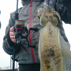 シースナイパー海龍 釣果