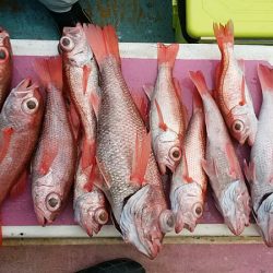 ぽん助丸 釣果