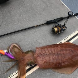 South Current 釣果