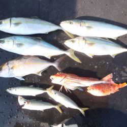 金比羅丸 釣果