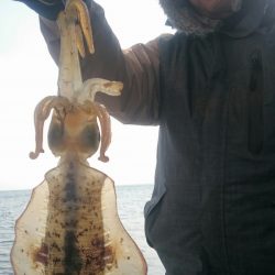 シースナイパー海龍 釣果