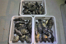 KIM Fishing Guide Service 釣果