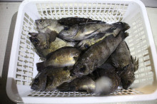 KIM Fishing Guide Ser…