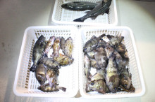 KIM Fishing Guide Ser…