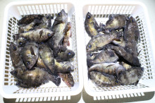 KIM Fishing Guide Ser…