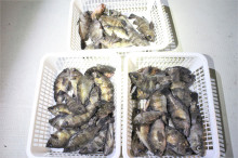 KIM Fishing Guide Ser…