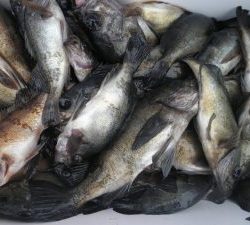 美咲丸 釣果