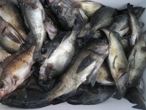 美咲丸 釣果