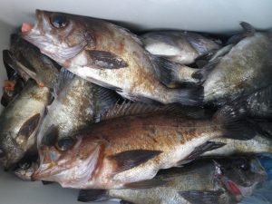 美咲丸 釣果
