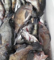 美咲丸 釣果