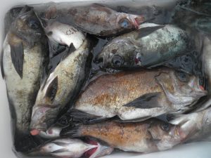 美咲丸 釣果