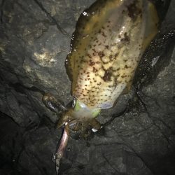 南紀エギングでアオリイカ