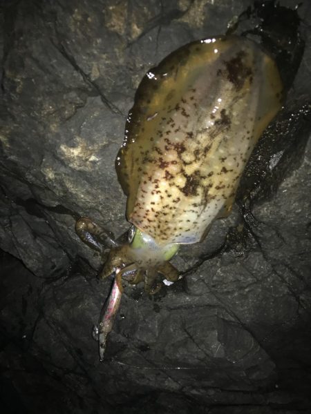 南紀エギングでアオリイカ