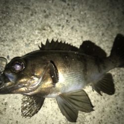 メバリング釣行第６弾