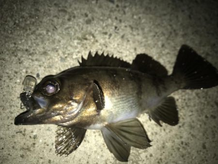 メバリング釣行第６弾