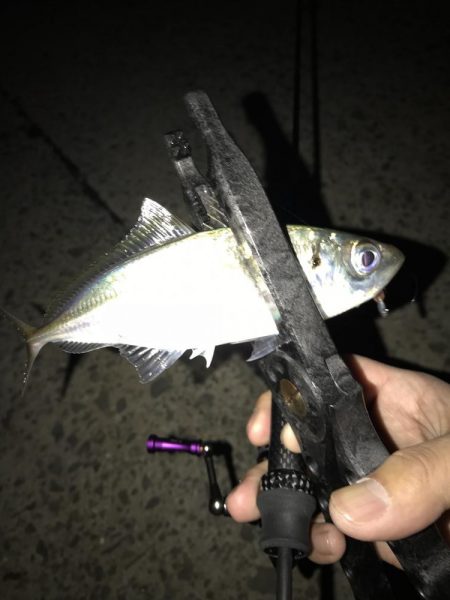 アジング釣行記