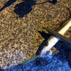 スレスレのカマスを釣りに山越え