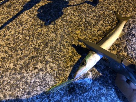 スレスレのカマスを釣りに山越え