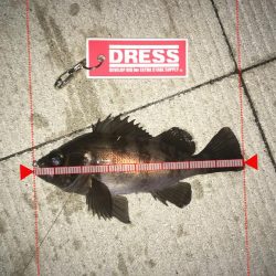 メバリング釣行