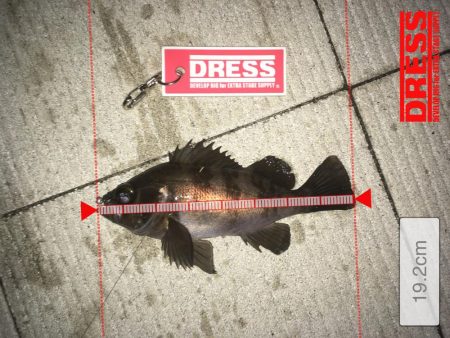 メバリング釣行