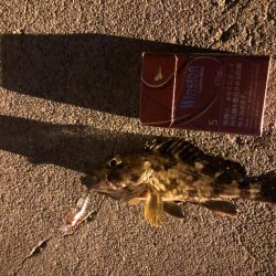 リリースサイズのガシラばかり