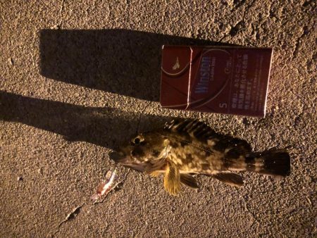 リリースサイズのガシラばかり