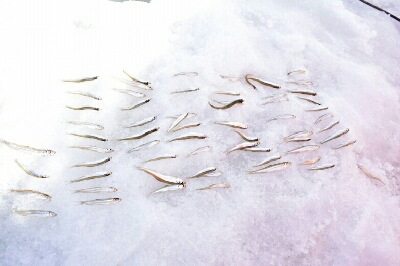 霊前寺湖　ワカサギ釣り