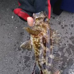 ガシラを求めて