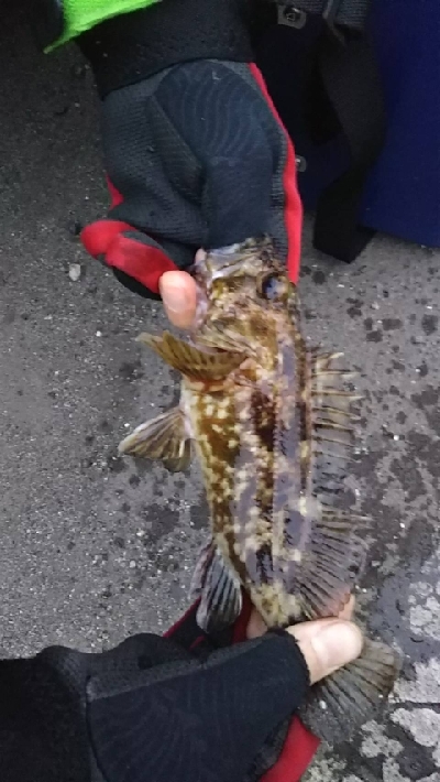 ガシラを求めて