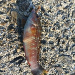 連日のアジさがし