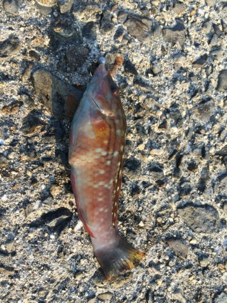 連日のアジさがし