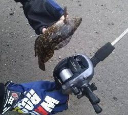 ガシラを求めて2