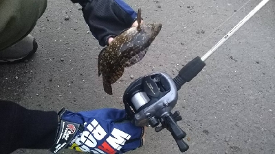 ガシラを求めて2