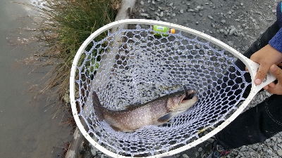 アクアヘブンで大型レインボーと大型イワナ