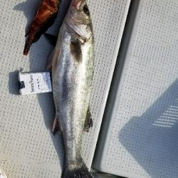 今年初めての船釣り