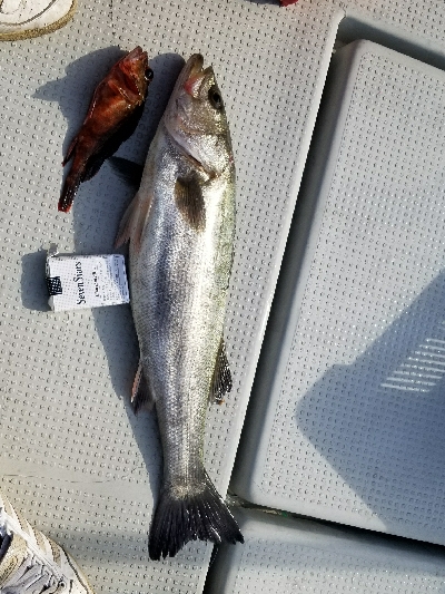 今年初めての船釣り