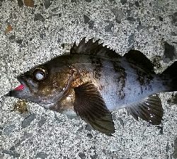 メバル釣れちゃいました。