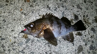 メバル釣れちゃいました。