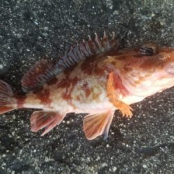 ガシラ釣り　～ブラクリ忘れた～