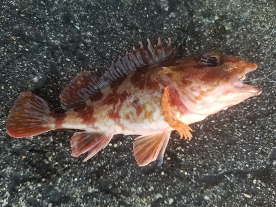 ガシラ釣り　～ブラクリ忘れた～