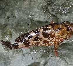 でかいのバラしたー