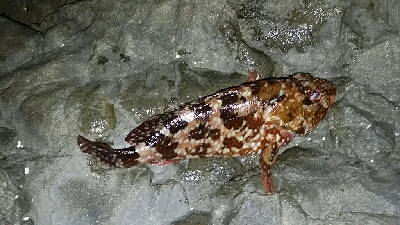 でかいのバラしたー