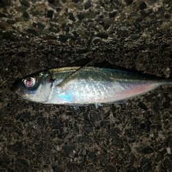 約一ヶ月半ぶりのアジ♪♪♪