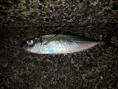 約一ヶ月半ぶりのアジ♪♪♪