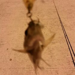 週末、人が多くなってきた。