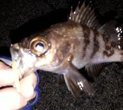 チーバスに邪魔される～