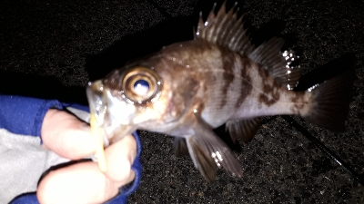 チーバスに邪魔される～