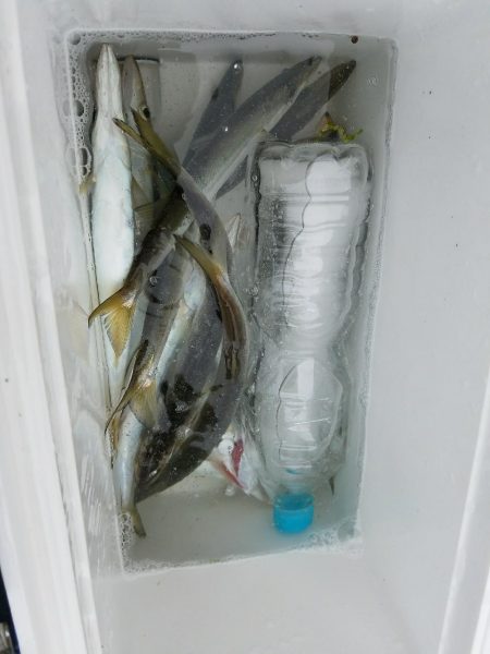 カマスからのハマチ