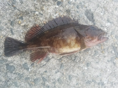 ガシラ釣り　～タチウオいません～